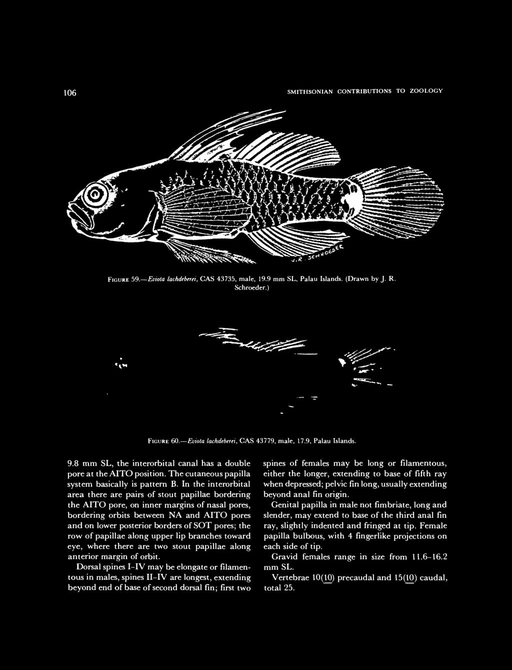 06 SMITHSONIAN CONTRIBUTIONS TO ZOOLOGY.X VH' FIGURE 59. Eviota lachdeberei, CAS 475, male, 9.9 mm SL, Palau Islands. (Drawn by J. R. Schroeder.) FIGURE 60. Eviota lachdeberei, CAS 4779, male, 7.