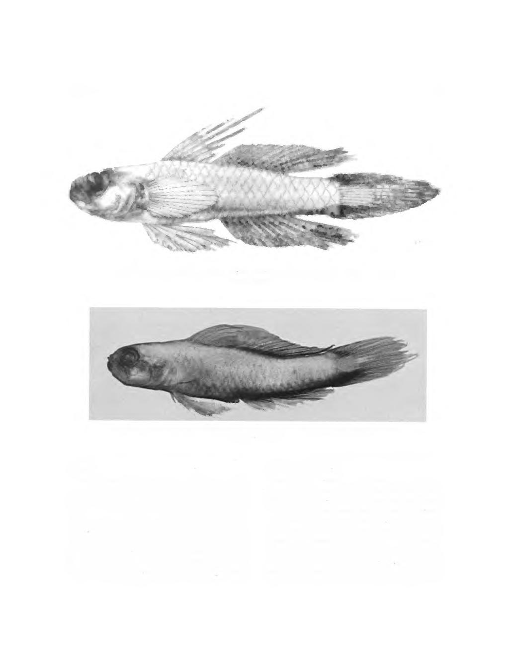 NUMBER 5 09 TN FIGURE 6. Eviota bifasciata, USNM 0968, male, 8.4 mm SL, Ceram. (Drawn by Trudy Nicholson.) FIGURE 6. Eviota bifasciata, USNM 976, holotype, male,.