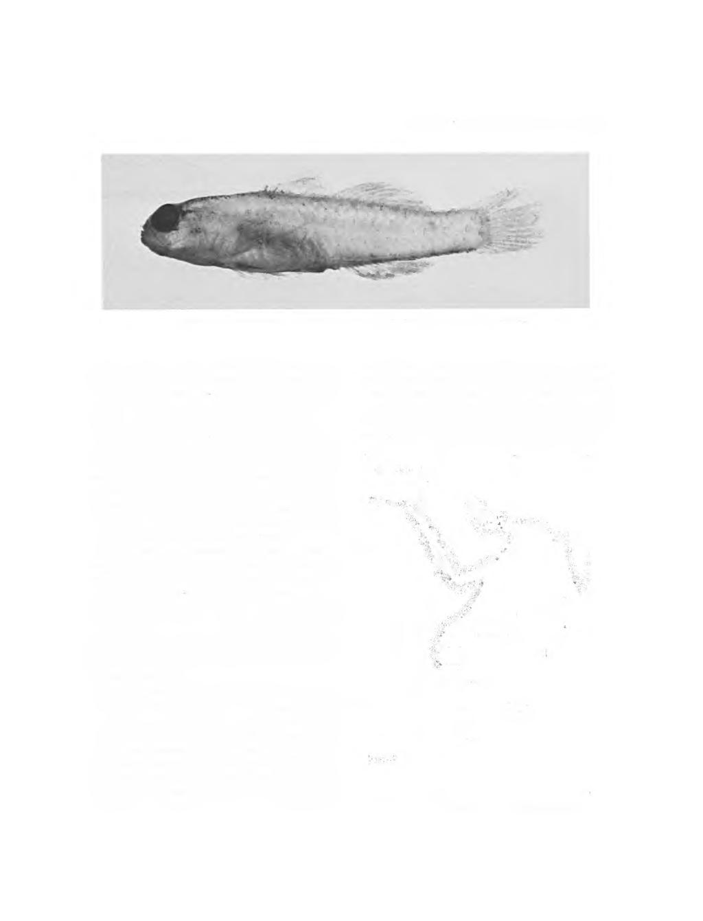 SMITHSONIAN CONTRIBUTIONS TO ZOOLOGY FIGURE. Eviota guttata, USNM 80, holotype, female, 5.8 mm SL, Red Sea.