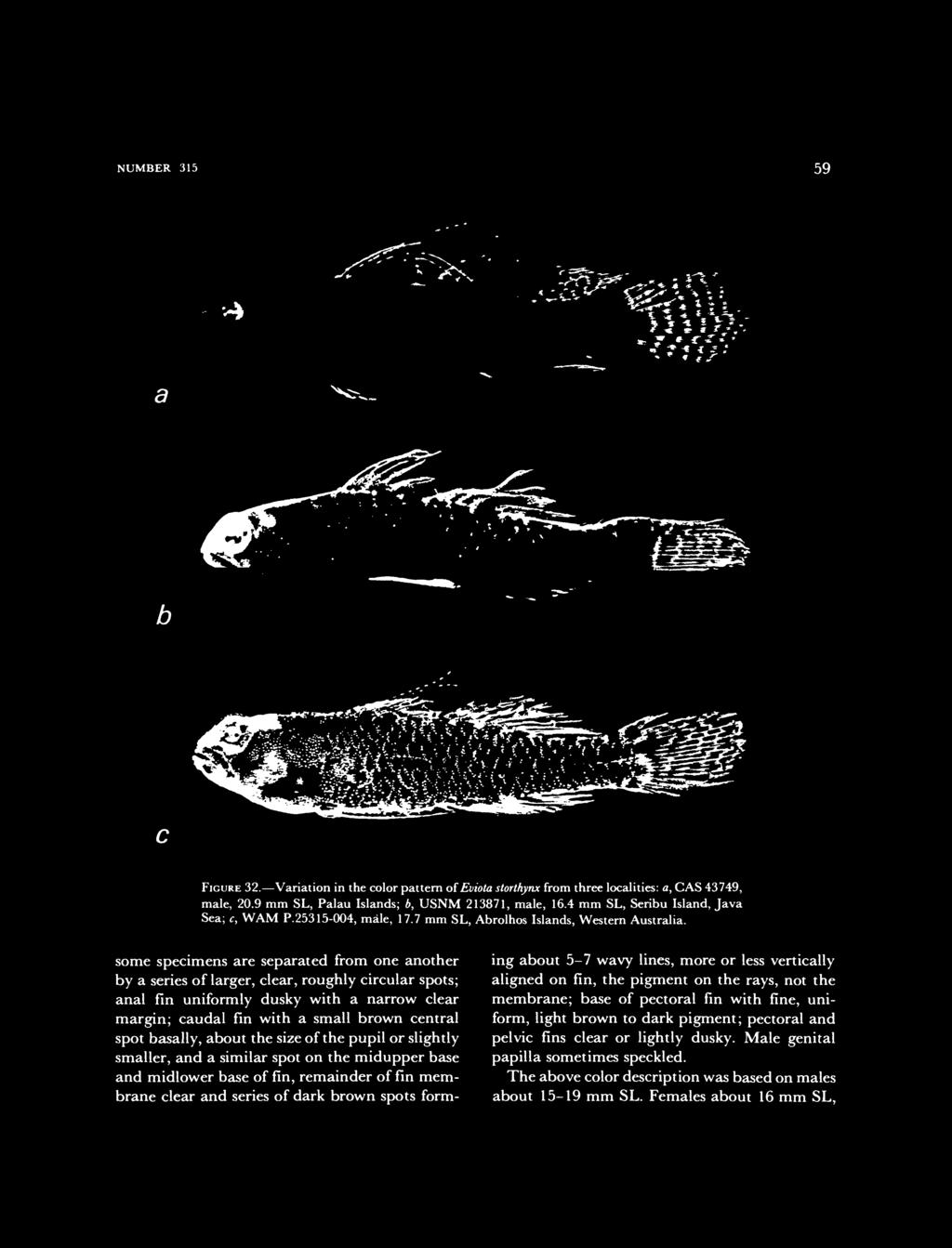 some specimens are separated from one another by a series of larger, clear, roughly circular spots; anal fin uniformly dusky with a narrow clear margin; caudal fin with a small brown central spot