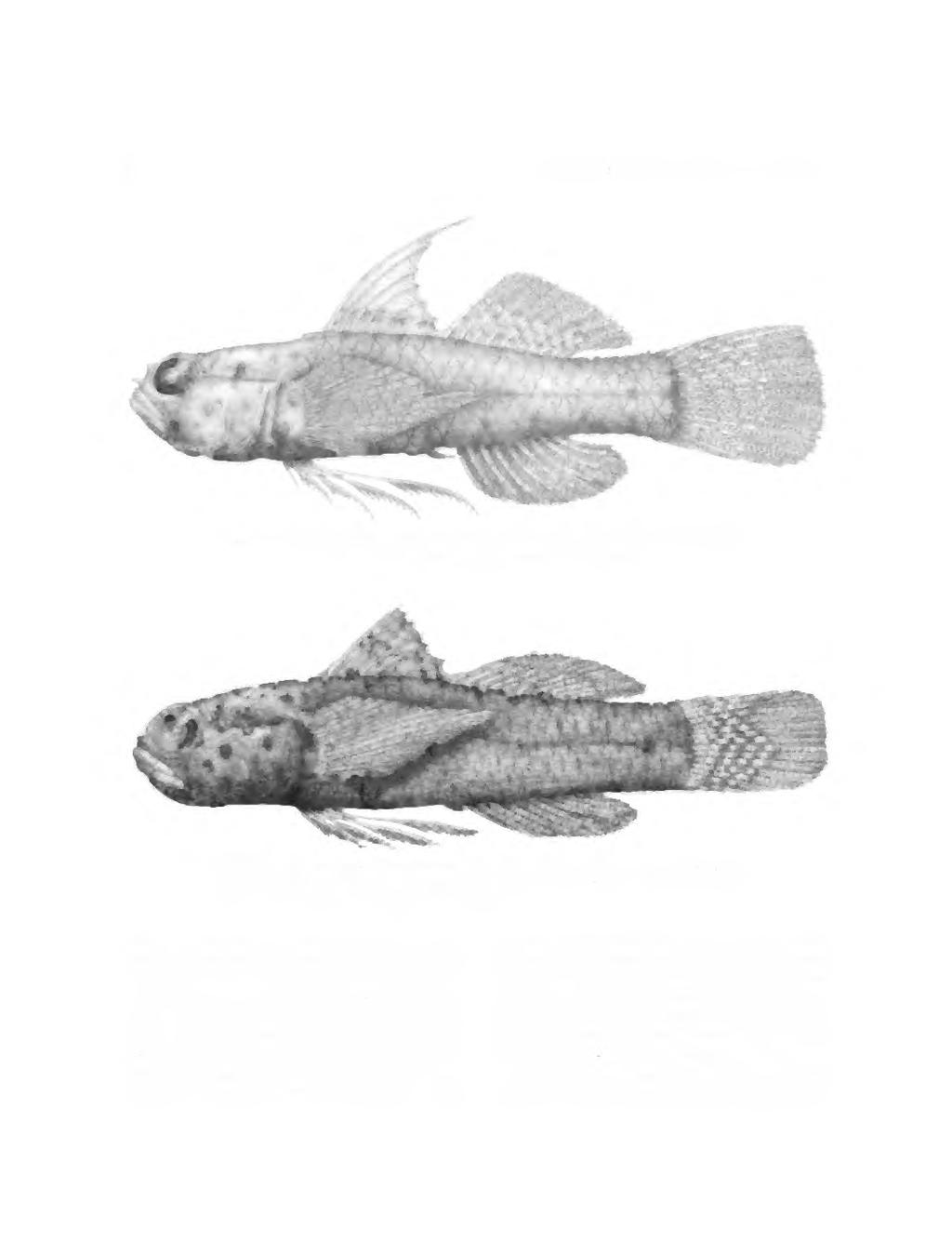 88 SMITHSONIAN CONTRIBUTIONS TO ZOOLOGY FIGURE 47. Eviota queenslandica with basal dusky band through spinous dorsal fin, CAS 4754, male, 7.0 mm SL, Palau Islands. (Drawn by Paul Mazer.) FIGURE 48.