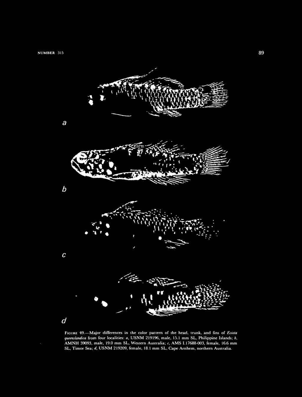 NUMBER 5 89 FIGURE 49. Major differences in the color pattern of the head, trunk, and fins of Evwta queens landica from four localities: a, USNM 996, male, 5.