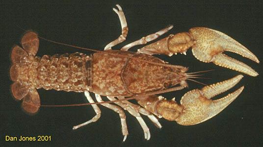 The Arthropods you will see fall into three general categories: Crustaceans aquatic, many with 2 pair of antennae, most appendages with two main branches at the end.