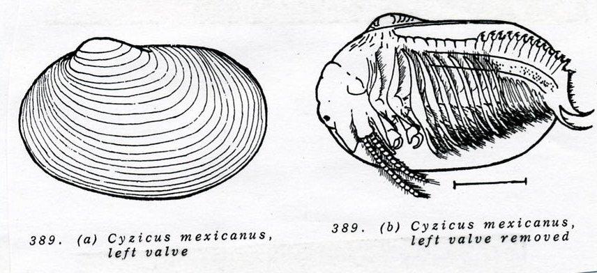 3. Orders Laevicaudata and Spinicaudata - Clam Shrimp Head inside carapace Most microscopic and look like seed