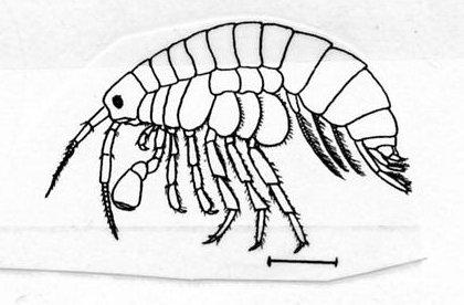 2. Order Amphipoda Amphipods or scuds Strongly