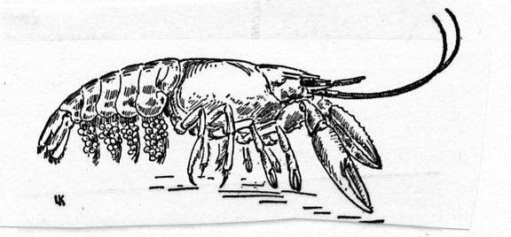 3. Order Decapoda Crayfish, lobsters, crabs true shrimps carapace Crayfish eggs