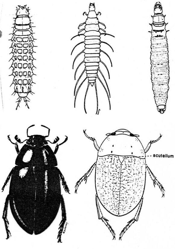 Larvae Water Scavenger Beetles- Family Hydrophilidae Larvae great