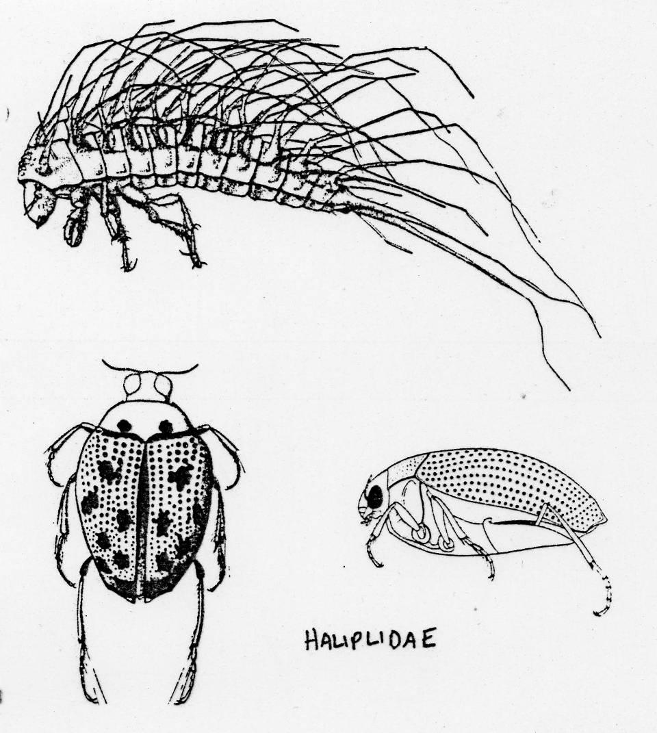 Crawling Water Beetles Family Haliplidae Very small spotted beetle with rows of dents