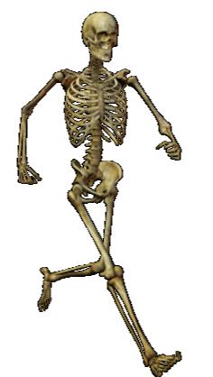 An adult human skeleton