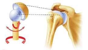 A ball and socket joint allows movement in every direction.