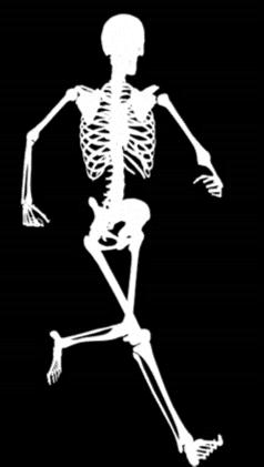 So the skeleton is a frame of bones that gives the