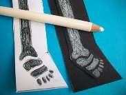 Use a soft white crayon or oil pastel to draw each bone.