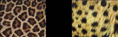 Write a letter C next to the picture of the cheetah pattern, and a letter L next to the leopard