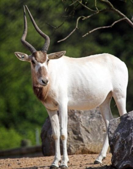 Sable antelope Bongo Scimitar-horned oryx