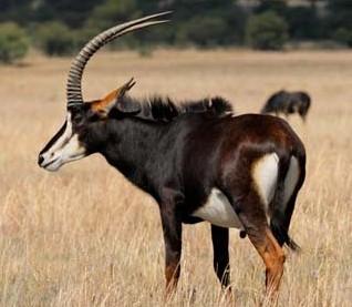 The okapi is not an antelope.