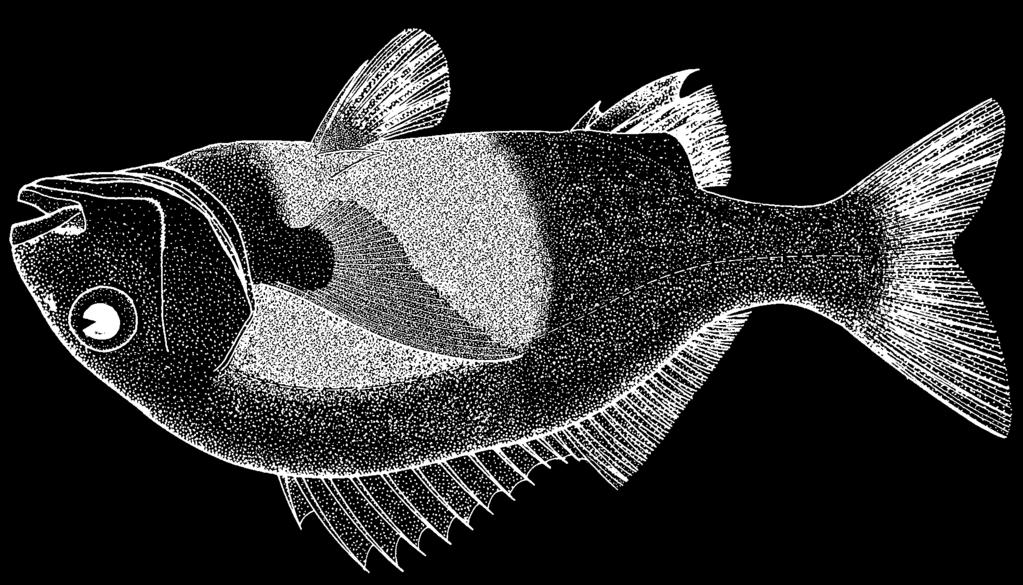 Perciformes: Percoidei: Haemulidae 1529 Anisotremus surinamensis (Bloch, 1791) Frequent synonyms / misidentifications: Anisotremus spleniatus (Poey, 1860) / None.