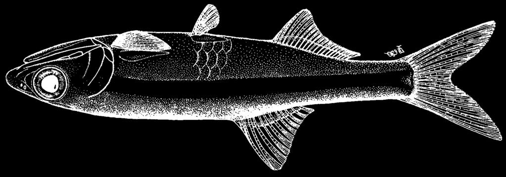 774 Bony Fishes Anchoa hepsetus (Linnaeus, 1758) ENP Frequent synonyms / misidentifications: Engraulis hepsetus (Linnaeus, 1758) / Anchoa lamprotaenia Hildebrand, 1943.