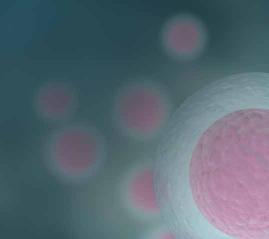embryos in IVF Miri