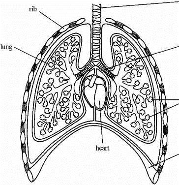 (a) Use words from the list to label the parts on the drawing. alveoli bronchiole bronchus diaphragm trachea (windpipe) (4) (b) Where in the lungs does oxygen enter the blood?
