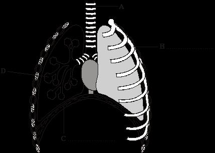 (a) On the diagram, label structures B and C. Choose your answers from the list in the box. alveoli diaphragm rib trachea (b) (i) Which letter, A, B, C or D, shows the site of gas exchange?