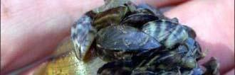 clogged with zebra mussels Elimination