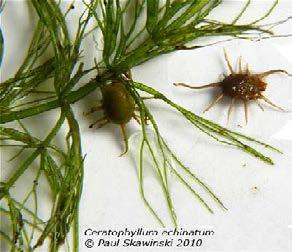 These species are not widespread in Minnesota and are usually associated with undisturbed areas in Photo by: Andrew Hipp (UW Madison-Wisc State Herbarium) clear water lakes of northern Minnesota.