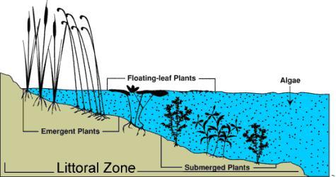 Plant growth form terms Aquatic plants can be divided into four groups or life forms based on whether the main portion of the plant occurs above, on, or below the water surface.