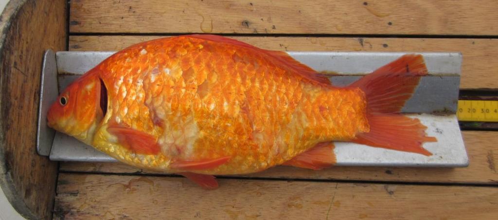 13 A. Large (260 mm FL, 441 g) bright orange-coloured goldfish B.