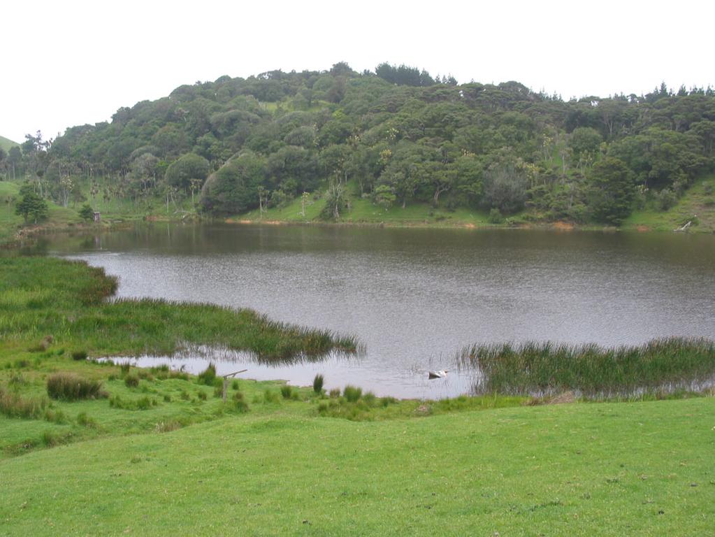 Primrose willow was recorded from Kitchener Park in 1978 (FBIS) and parrot s feather (Myriophyllum aquaticum) was present on the east side of the lake in the 1990 s (NIWA unpublished data).
