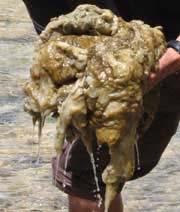 WARNING The invasive algae didymo is present in this river STOP ROCK SNOT After leaving this water: CHECK - Remove all visible clumps of algae and plant material from fishing gear, waders, clothing,