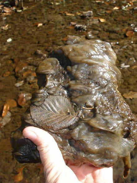 Identifying Didymo in the field Field Conditions: Rivers or streams with stable bottoms such as cobble or rock Water conditions are usually clear, cool (optimal temperature is about 60 0 F) High