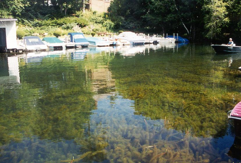 Variable Milfoil in channel between