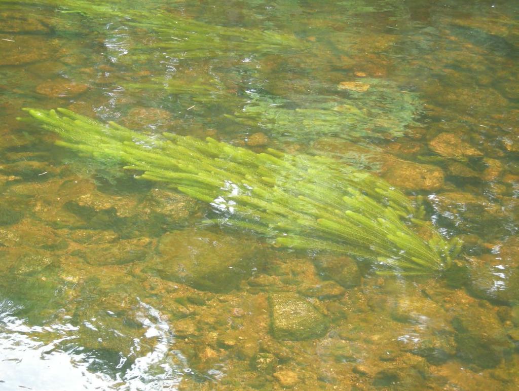 Variable milfoil in the Little Ossipee