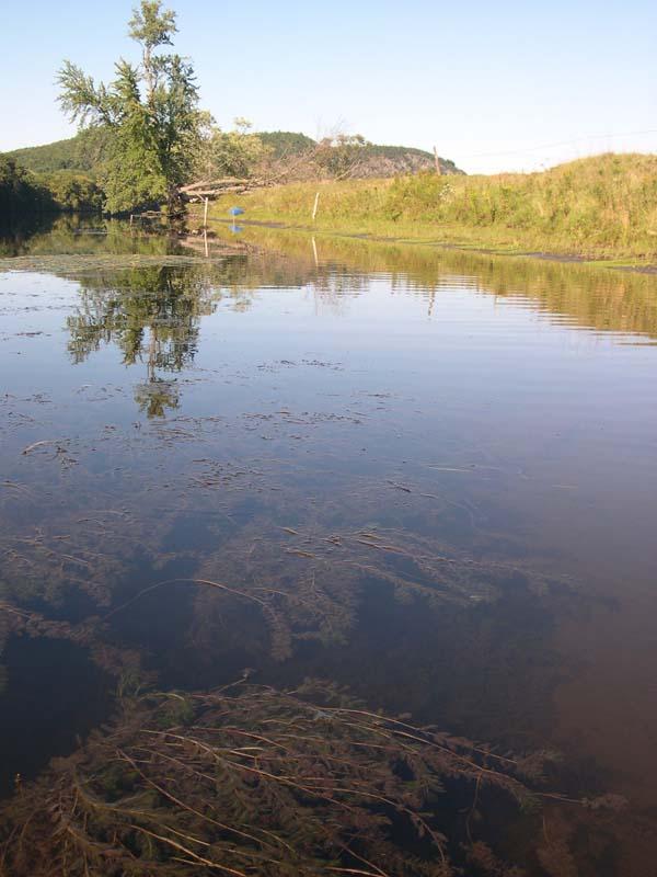 Eurasian milfoil in the Connecticut River,