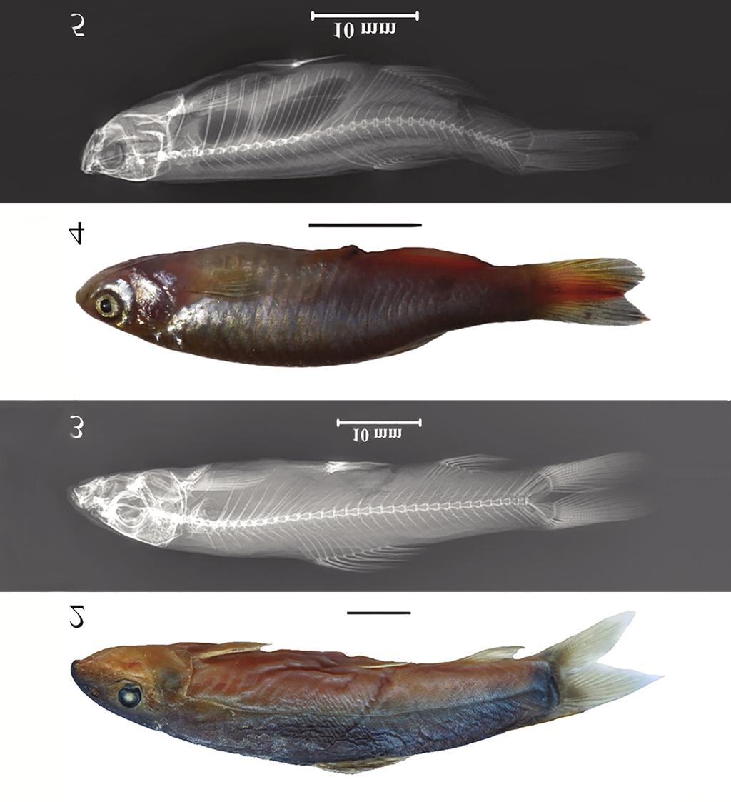 A new genus record of Yasuhikotakia (Botiidae) and a new species record of Brachydanio (Cyprinidae) to China 721 Figure 2. Yasuhikotakia lecontei, KIZ2015006373, 56.4 mm SL. Scale bar=1cm. Figure 3.