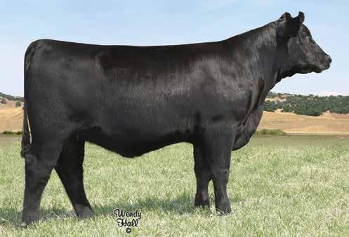 Tex Esther 7484 / Lot 32 SIMANGUS FEMALES 32 3/4 Simmental 1/4 Angus Polled Tex Esther 7484 Birth Date: 9-6-2017 Cow 3436568 Tattoo: 7484E CNS Pays To Dream T759 CNS Dream On L186 LLSF Pays to