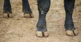 REAL FOOT NOTES: In the spring of 2015, the American Angus Association began accepting foot scores into the address the growing Angus breed problem of unsound/abnormal feet and toes.