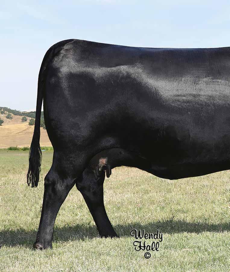 RITA 1C43 Rita 1C43 of 9M26 Complete / The foundation Teixeira Blackcap and dam of Lots 17, 17A, 17B and 3.