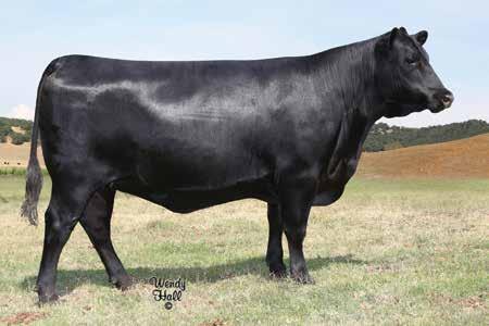 RITA 5427 Tex Playbook 5437 / The popular and proven full brother to the dam of Lots 2A and 2B featured in the Select Sires roster.