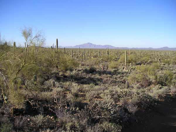 (13) Rangeland with saguaros on the