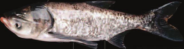 AQUATIC NUISANCE SPECIES Bighead and Silver Carp Watch Bighead and silver carp are invasive fish spreading within the Mississippi River and Great Lakes regions causing harm to native fish and