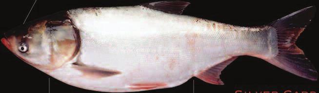 Dark blotches along top (dorsal) region Keel extends only partway along belly Bighead Carp (Hypophthalmichthys nobilis) Smaller head and mouth than Bighead Keel on belly extends to throat Bighead &