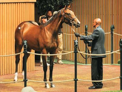 08 Auctions Digest Yearlings Missing Millions By Evan I.