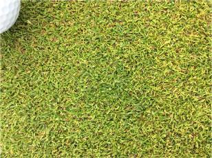 Figure 3: Sward density, health and turf texture was excellent and very consistent between