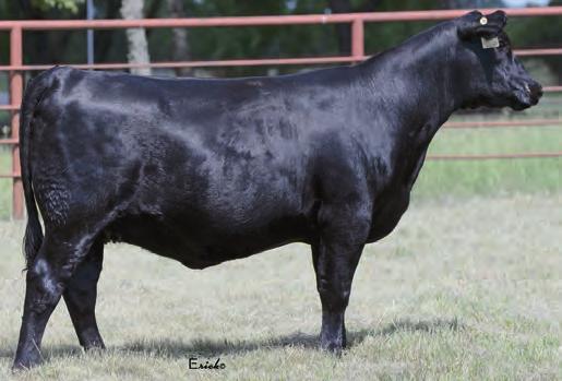 Star Creek Angus Bred Heifers 53 S C A Eline Erica 7021 Birth Date: 2-26-2017 Cow *19010878 Tattoo: 7021 #RR Rito 707 +Rito 707 of Ideal 3407 7075 Ideal 3407 of 1418 076 SAV Renown 3439 +*17633839