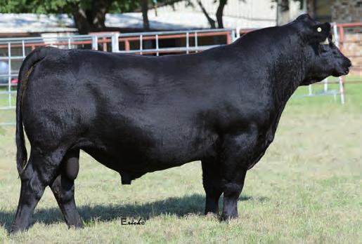 51 +8 +29 A son of the Alta Genetics sire who was +55 +.66 +.34 92 674 957 35.16 2.95 11.