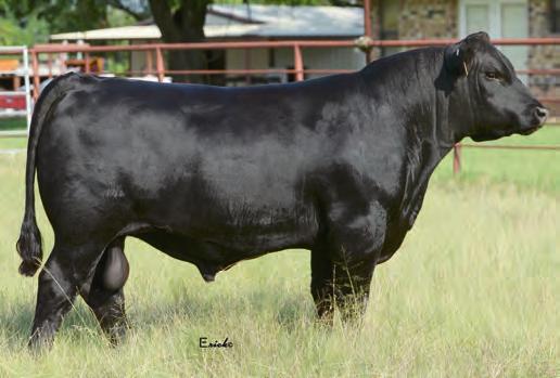 17 by the Pathfinder Sire SAV 707 Rito 9969. Easy fleshing strong age bull ready for heavy service. Jackson Hammer 7003 +5 +.6 +60 +105 +.29 +23 +27 Low birth weight genetics with a good spread to YW.