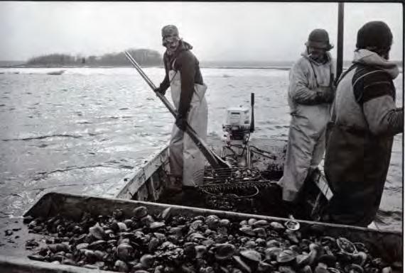 Licensing Standard Commercial Fishing License with Shellfish Endorsement $400 per year Can be transferred or assigned Eligibility pool Retired Standard Commercial Fishing License with Shellfish