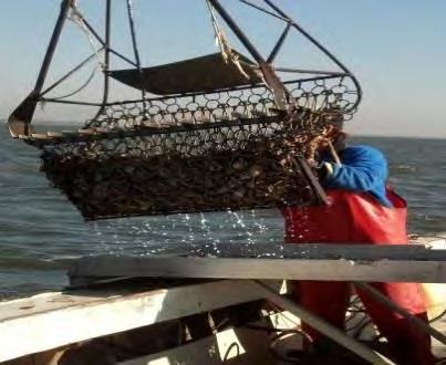 Associated No Cost Permits Mechanical Methods/Harvest Permit Provides opportunity to use mechanical methods on shellfish leases not located within a primary nursery area