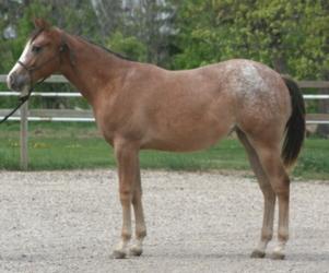 Lot 2 Chip My Assets ApHCC/ApHC Chestnut roan filly over loin & hips D.O.B.